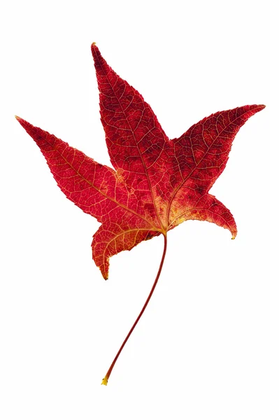 Liquidambar styraciflua kırmızı yaprak.