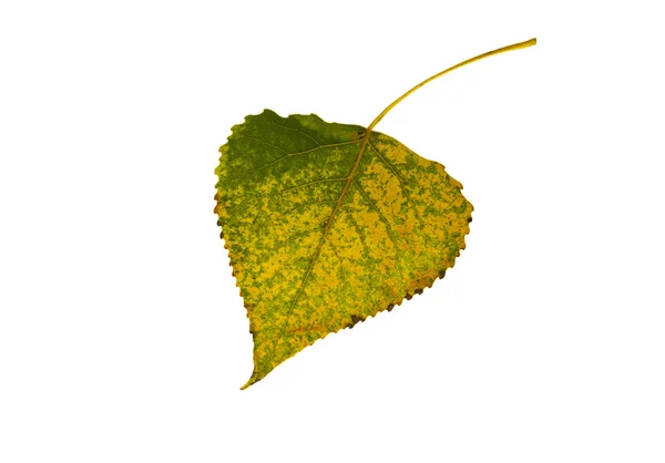 Green-yellow leaf of birch. — Stock Photo, Image