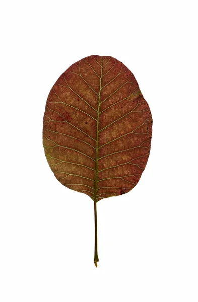 Leaf of smoke tree. — Stock Photo, Image