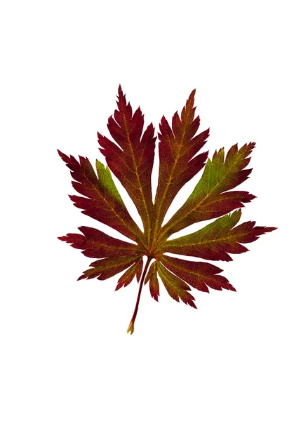 Folha de bordo japonês. Acer japonicum Aconitifolium — Fotografia de Stock