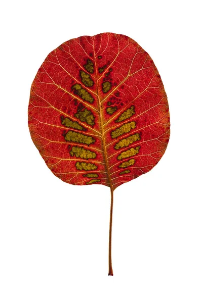 Feuille d'automne colorée de l'arbre à fumée . — Photo