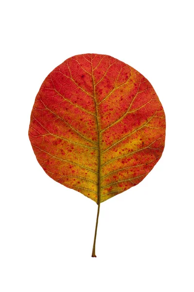 Hoja de otoño de árbol de humo . — Foto de Stock