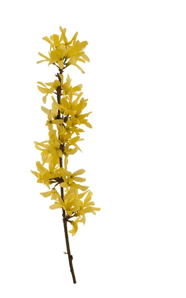Twig of Forsythia. — Stock Photo, Image