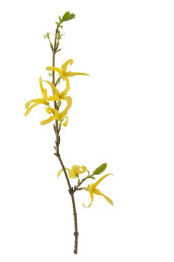 Twig of Forsythia clipart