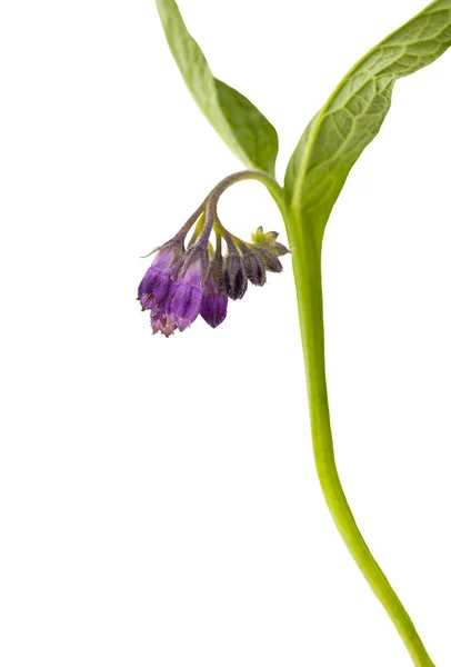 Congelada, Symphytum officinale . — Foto de Stock