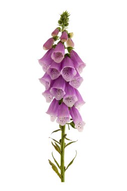 Yüksükotu, Digitalis purpurea.