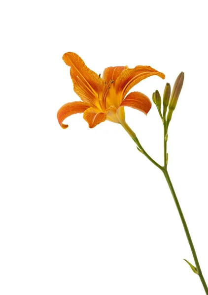 Flor de lírio laranja. Hemerocallis fulva . — Fotografia de Stock