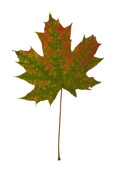 Autumn maple leaf — Stock Photo, Image