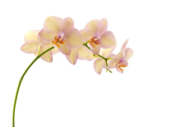 Větvička Orchideje Větvička Orchideje Izolovaných Bílém Pozadí Stock Snímky