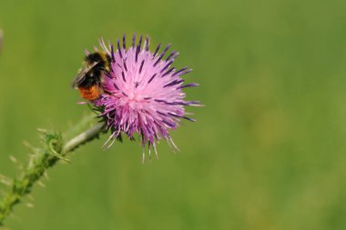 Thistle çiçek üzerinde bir yaban arısı. Kırmızı kuyruklu yaban arısı bal thistle çiçek toplama.