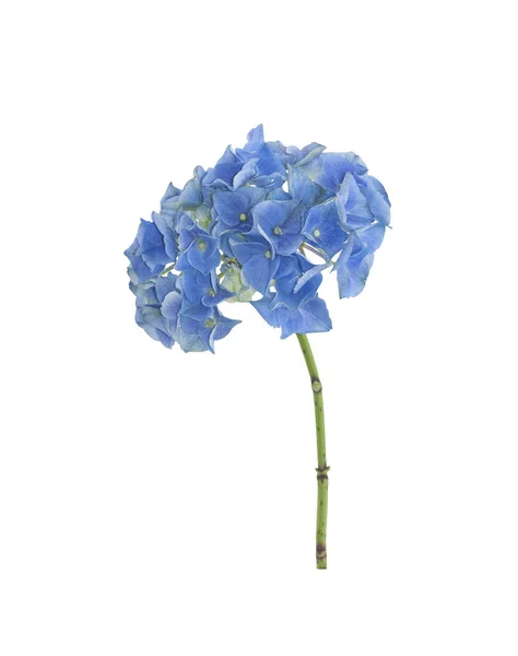 Enda Blå Hortensia Blomma Enda Blå Hortensia Blomma Isolerad Vit Royaltyfria Stockfoton