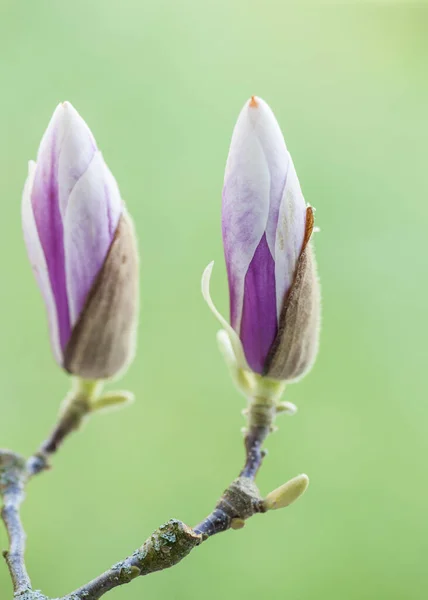 Kwitną Gałązki Magnolii Zielonym Zamazanym Tle Makro — Zdjęcie stockowe
