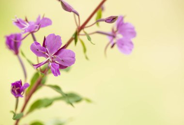 Sarı bulanık arka planda yosun çiçekleri.
