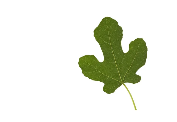 Fig Leaf Isolated White Background — Stock Photo, Image