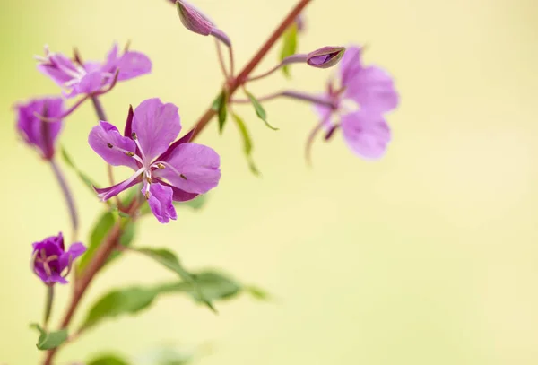 Sarı bulanık arka planda yosun çiçekleri.