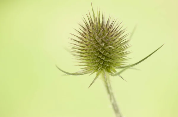 Blume Eines Wilden Teelichts Auf Grünem Verschwommenem Hintergrund — Stockfoto