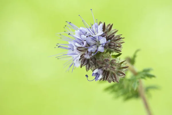Lacy phacelia yeşil bulanık arka planda. Makro