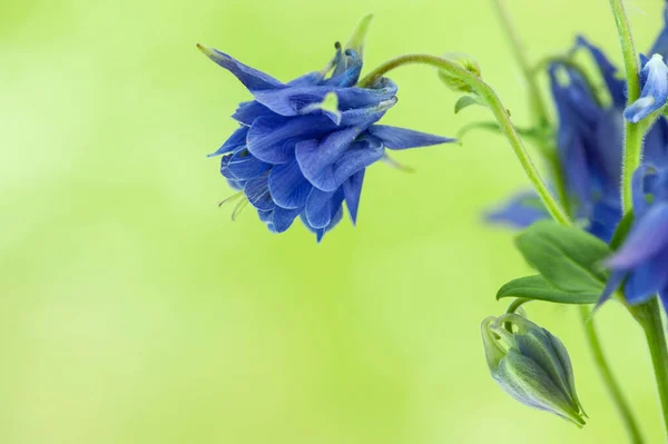 Yeşil bulanık arkaplanda mavi sütun (aquilegia) çiçek açar. 