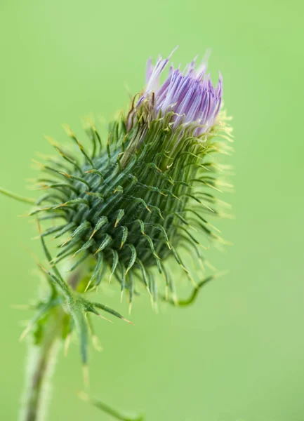 Flor Cardo Sobre Fondo Borroso Verde Flor Nacional Escocia Primer — Foto de Stock