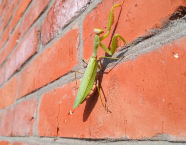Dişi peygamber devesi, duvardaki yırtıcı peygamber devesi böceği..