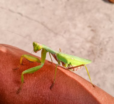 Dişi peygamber devesi, insan elinin üzerindeki yırtıcı peygamber devesi böceği..