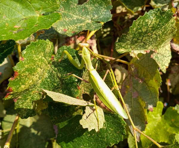 Mante Femelle Une Mante Insecte Prédateur Sur Une Plante Verte — Photo