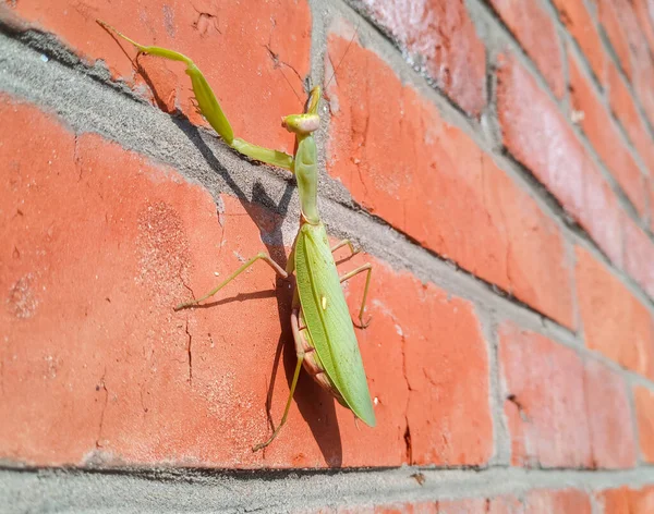 Une Mante Femelle Insecte Prédateur Sur Mur Briques — Photo