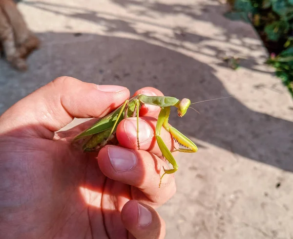 Une Mante Femelle Insecte Prédateur Sur Une Main Humaine — Photo