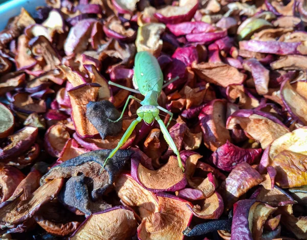 Mante Femelle Insecte Prédateur Mante Sur Pommes Séchées — Photo