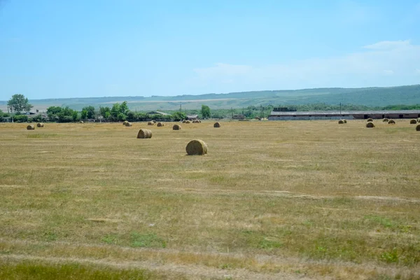 田里堆满了干草 准备喂动物的干草 田里新剪成小包的干草 — 图库照片