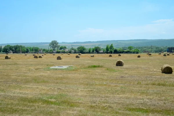 Field Bales Hay Preparing Hay Feeding Animals Newly Beveled Hay — Stock Photo, Image