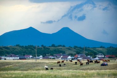 Çimlerde otlayan inekler. standart altı otlaklar.