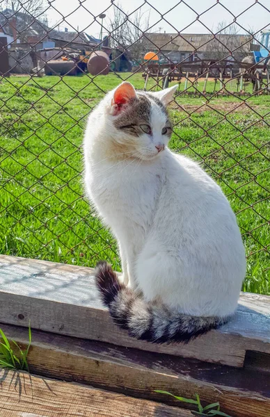 Білий Кіт Смугастим Хвостом Домашня Кішка — стокове фото