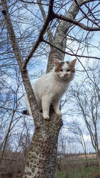 Katt Ett Träd Den Sällskapsdjur Katt Klättrade Ett Träd — Stockfoto