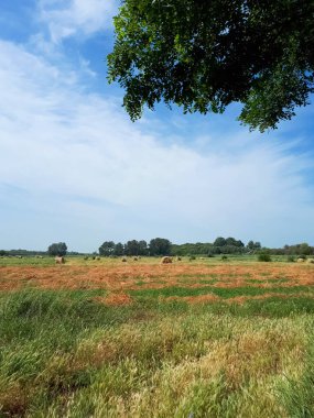 Orman şeridinin arka planında ve mavi gökyüzünde saman var. Güzel manzara. Güzel manzara. Gökyüzüne ve ormanlık alana karşı Senokos..