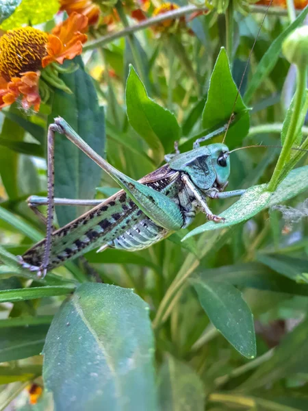 Gray grasshopper of green color in the grass.