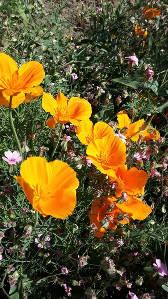 꽃밭에 오렌지 — 스톡 사진