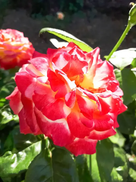 Linda Rosa Vermelha Florescendo Canteiro Flores Rosas Floridas — Fotografia de Stock