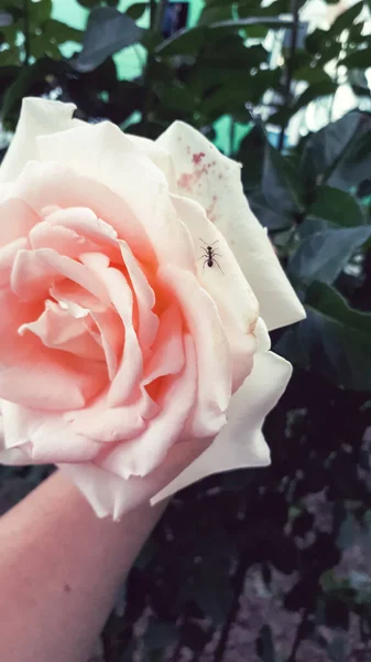 Ant on a pink rose flower. Rose flower with an insect.