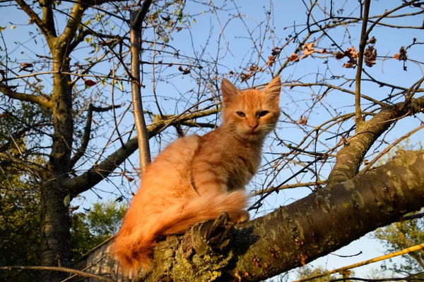 Красный Котёнок Дереве Кот Играет Залез Дерево — стоковое фото