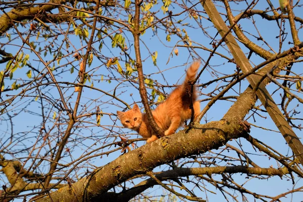 Red kitten on a tree. The cat plays and climbed a tree.