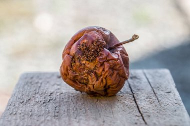 Bankta çürük elma. Elmaları yenmek. Bozulmuş mahsul.