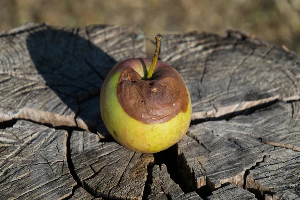 Rotten apple on a stump. Defeat apples. Spoiled crop.