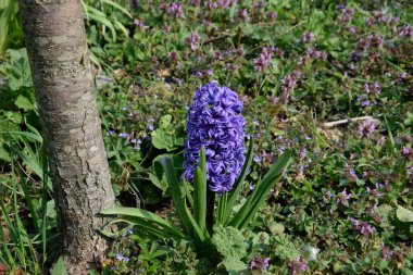 Ağacın altındaki bahçede büyüyen sümbül..