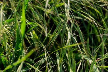 Yeşil çekirge larvası bir çimen sapında oturur..