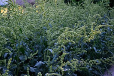 Çiçek açarken at gülü. Rumex Konferansı. Kırsal bir yolun kenarındaki at atı..