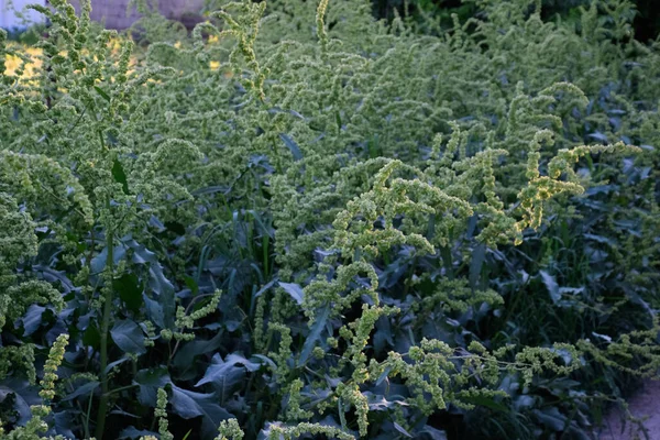 Çiçek açarken at gülü. Rumex Konferansı. Kırsal bir yolun kenarındaki at atı..