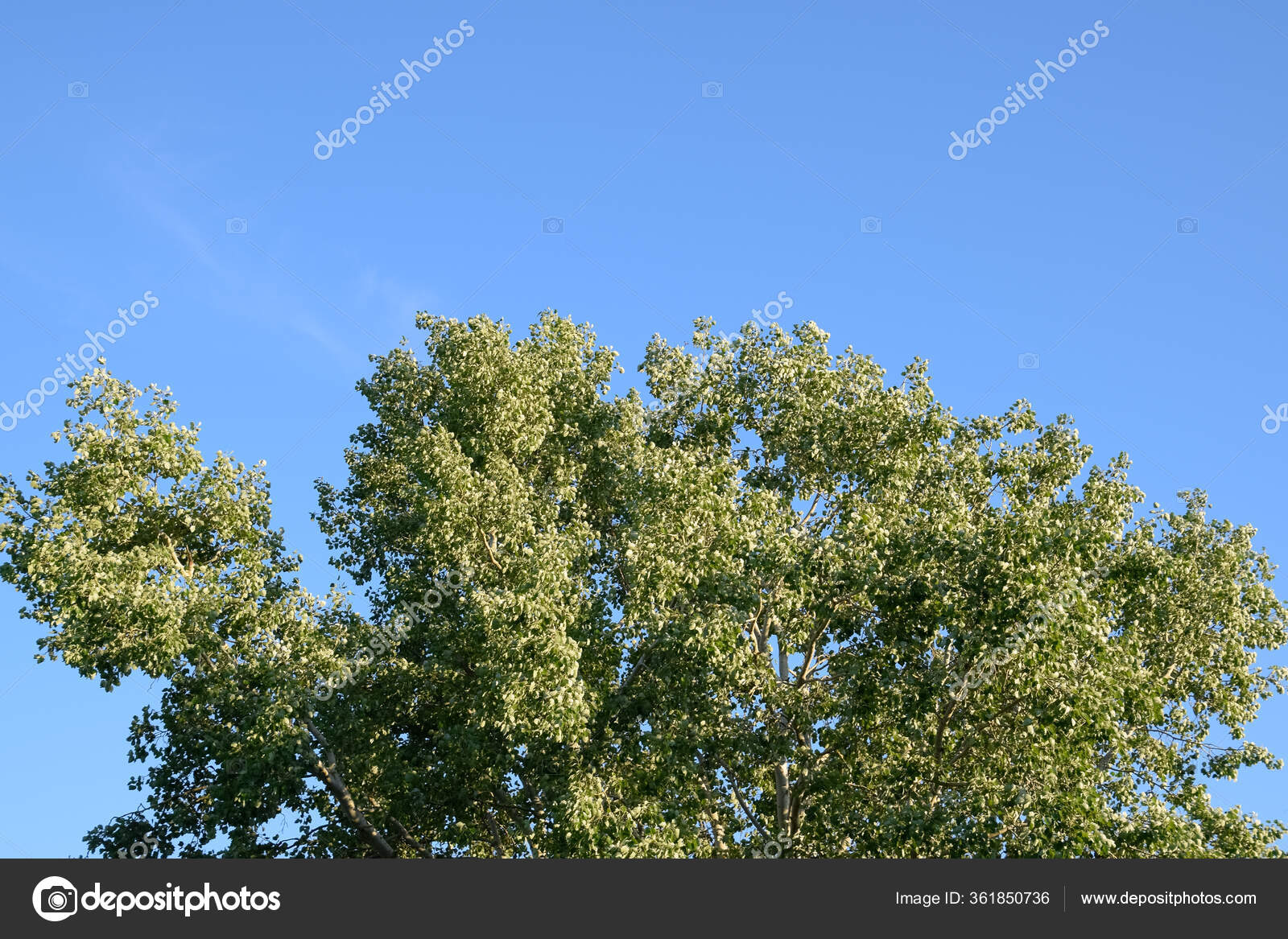 Silver Poplar May Green Leaves Silver Poplar Tree Kuban Stock Photo Image By C Fedga