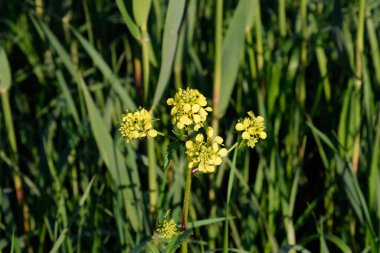 Baharda bahçede kolza tohumu çiçeği. Çiçekli siderat kolza tohumu.