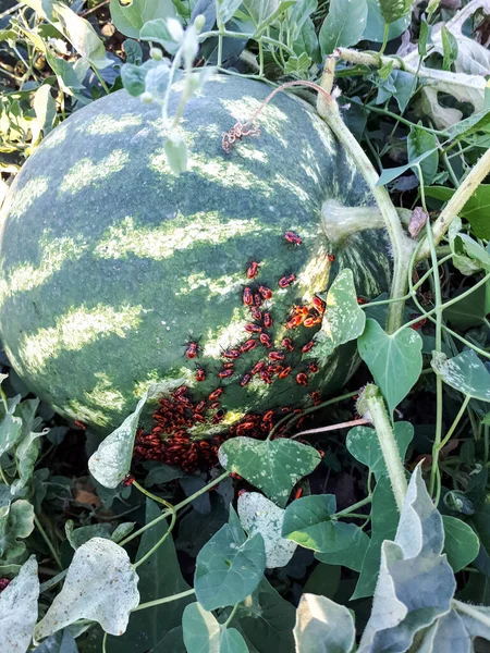 Bedbugs soldiers on a green watermelon. Colony of bugs of soldiers.